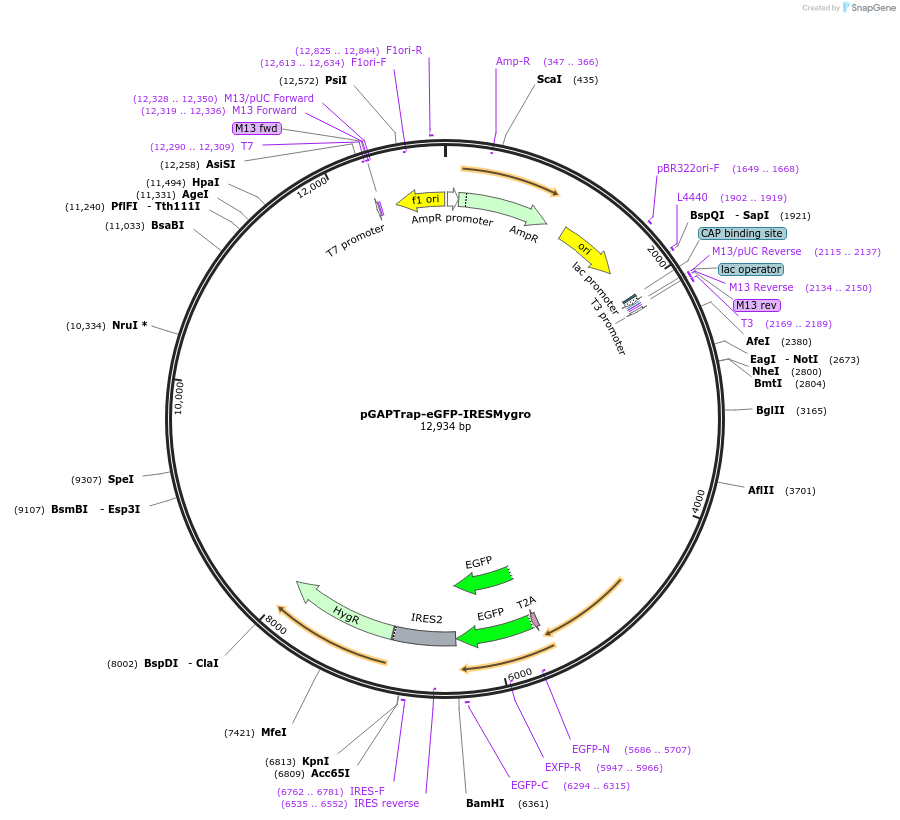 82503-plasmid-map-sequence-id-161768