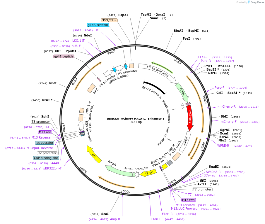 78536-plasmid-map-sequence-id-161787