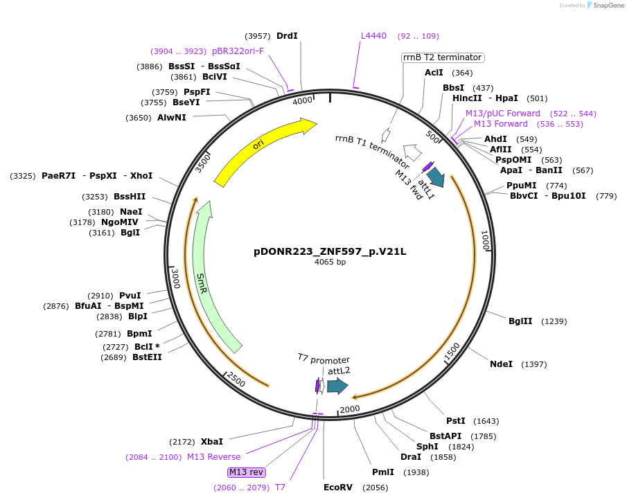 82753-plasmid-map-sequence-id-161797