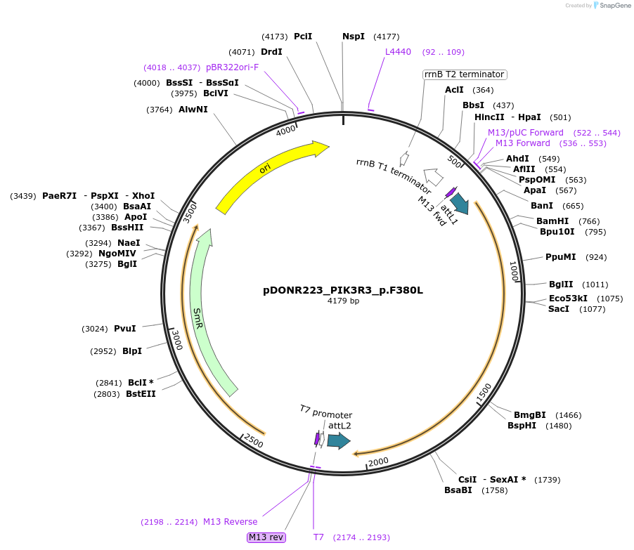 82764-plasmid-map-sequence-id-161838