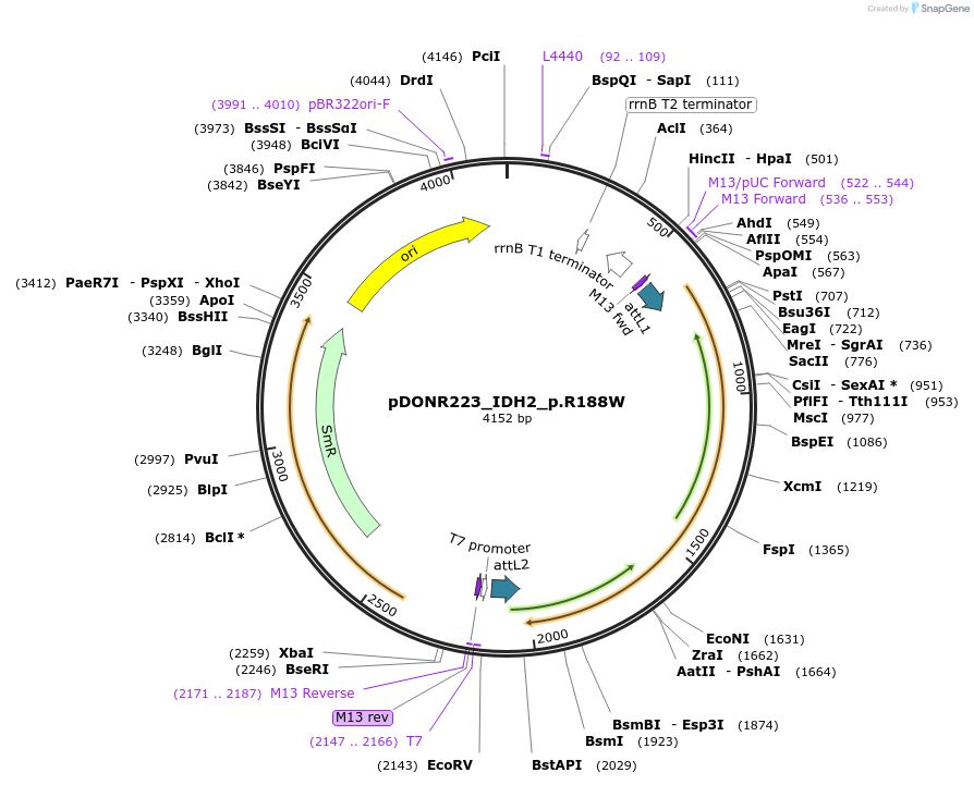 82775-plasmid-map-sequence-id-161861