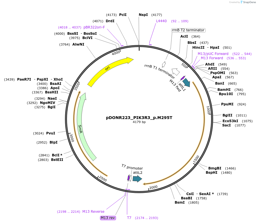 82776-plasmid-map-sequence-id-161862