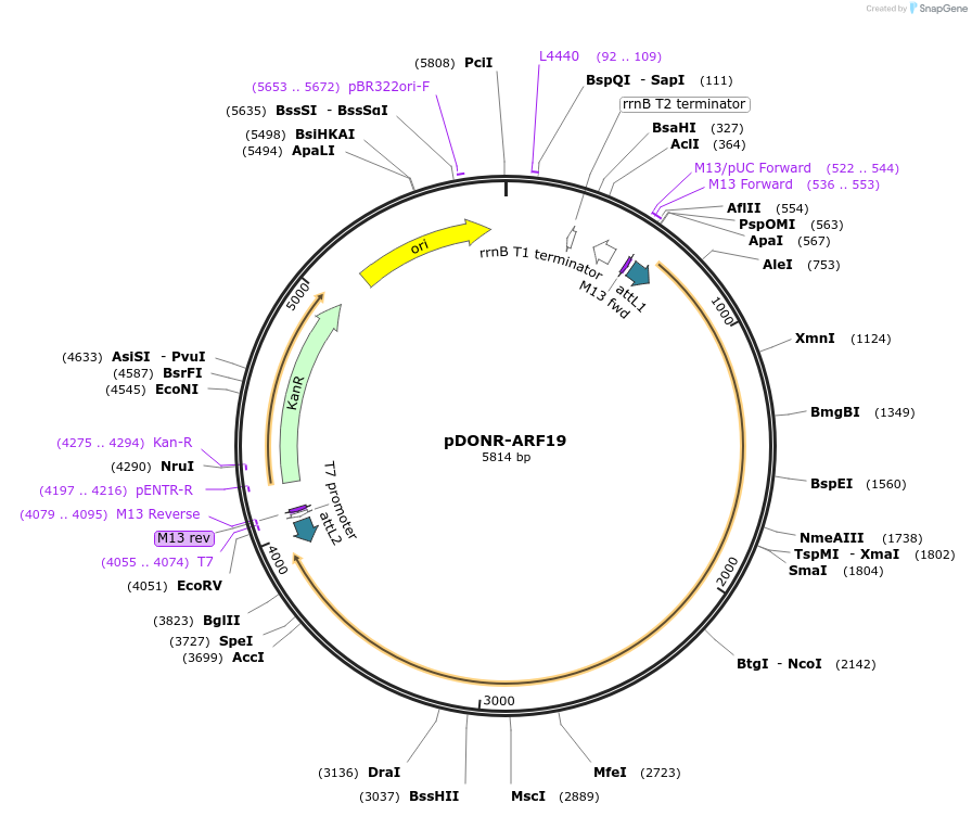 83846-plasmid-map-sequence-id-161875