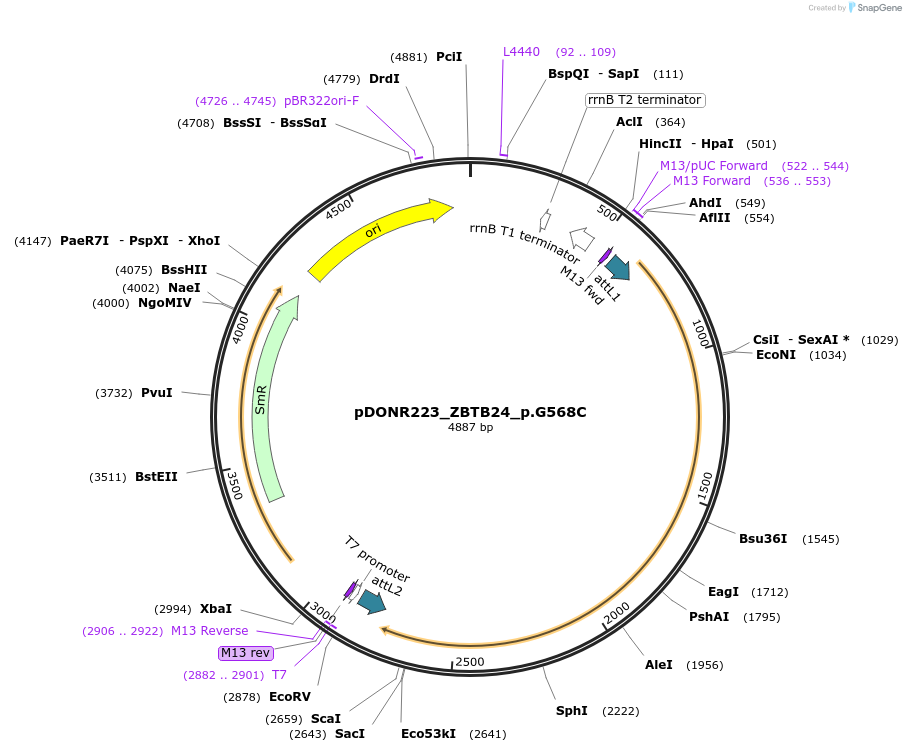 82783-plasmid-map-sequence-id-161881