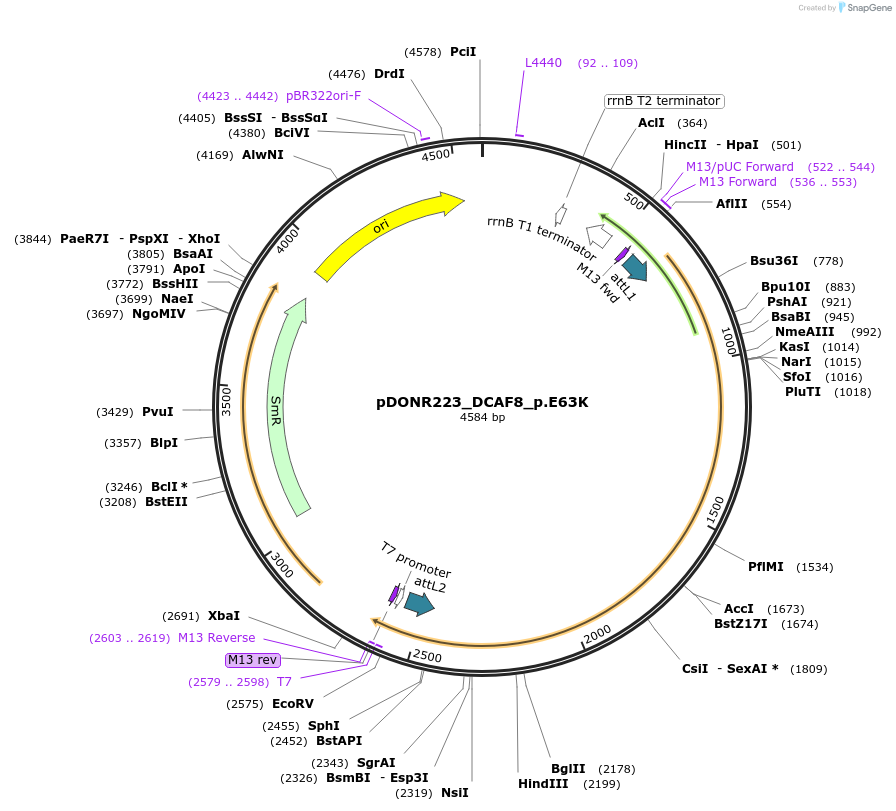 82786-plasmid-map-sequence-id-161890
