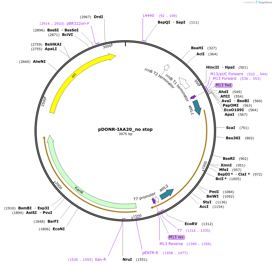 83859-plasmid-map-sequence-id-161893