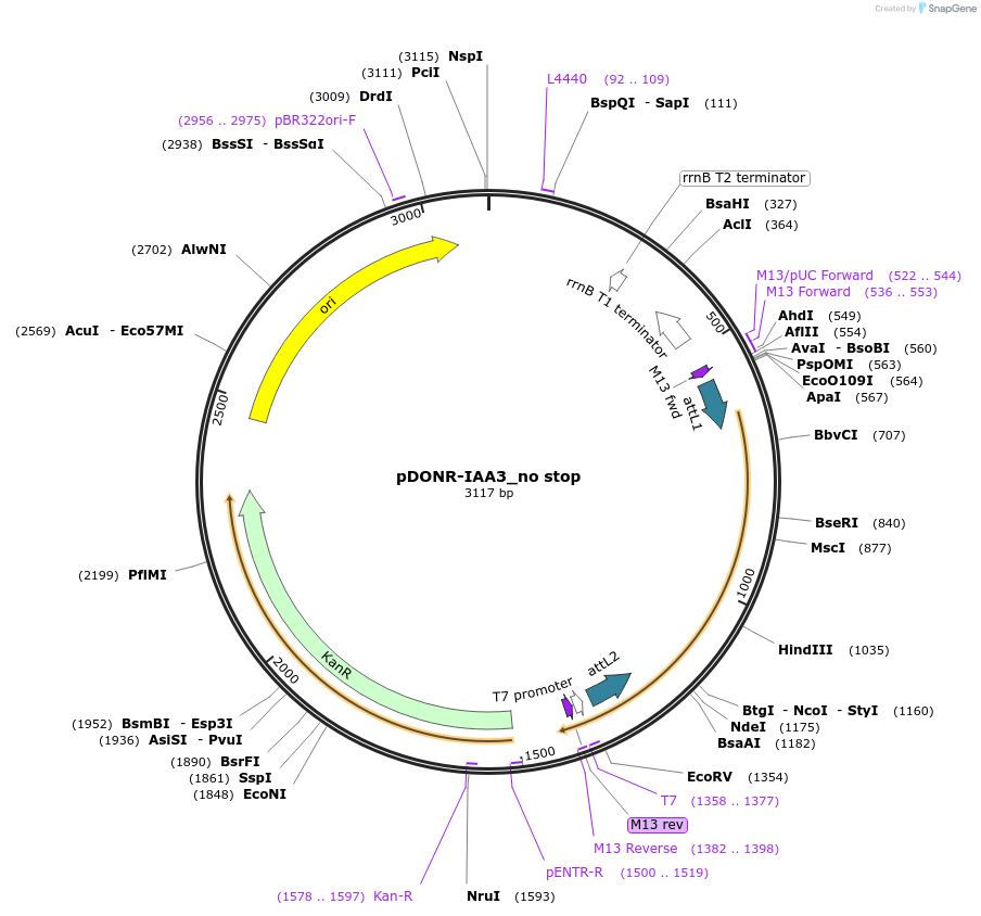 83863-plasmid-map-sequence-id-161903