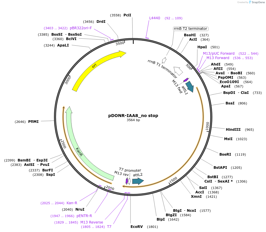 83874-plasmid-map-sequence-id-161912