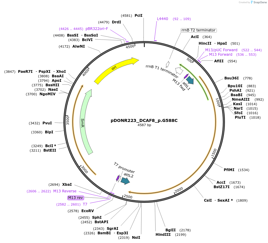 82792-plasmid-map-sequence-id-161913