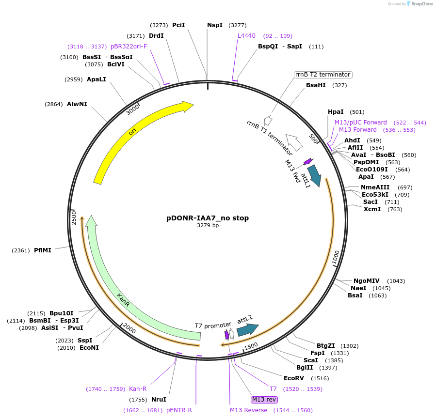 83872-plasmid-map-sequence-id-161915