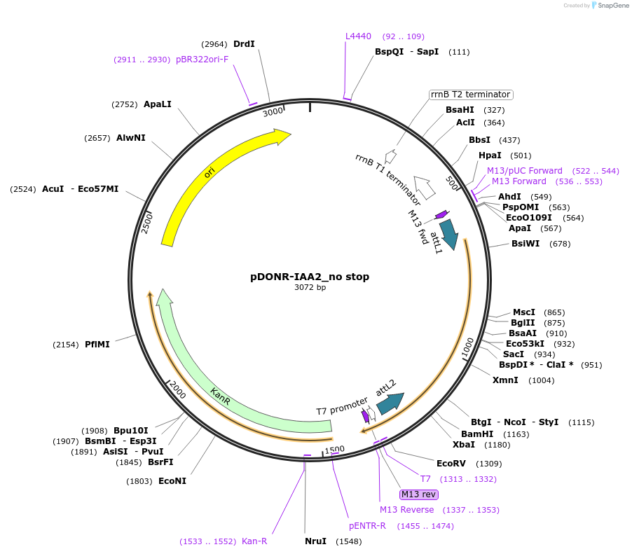 83858-plasmid-map-sequence-id-161926