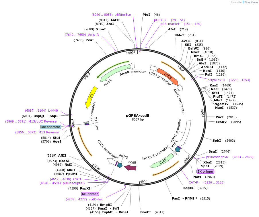 83883-plasmid-map-sequence-id-161935