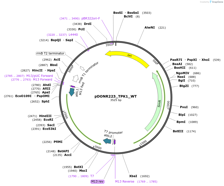 82926-plasmid-map-sequence-id-161949