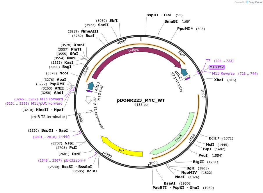 82927-plasmid-map-sequence-id-161958