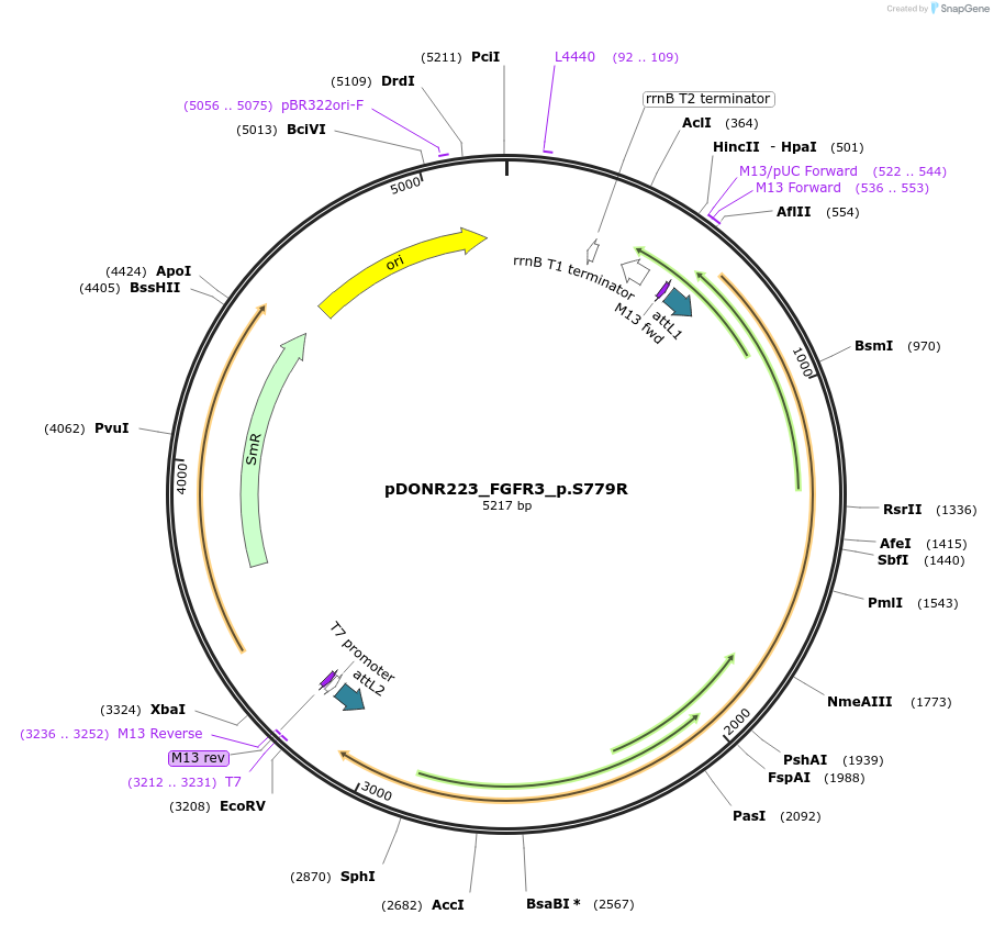82801-plasmid-map-sequence-id-161965