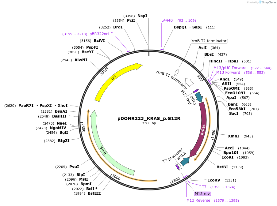 82804-plasmid-map-sequence-id-161968