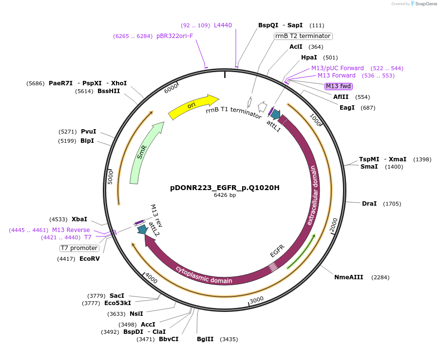 82812-plasmid-map-sequence-id-161982