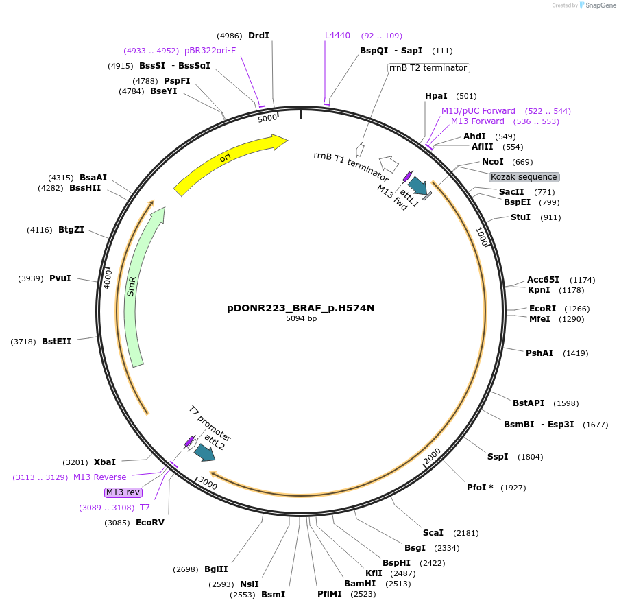 82813-plasmid-map-sequence-id-161984