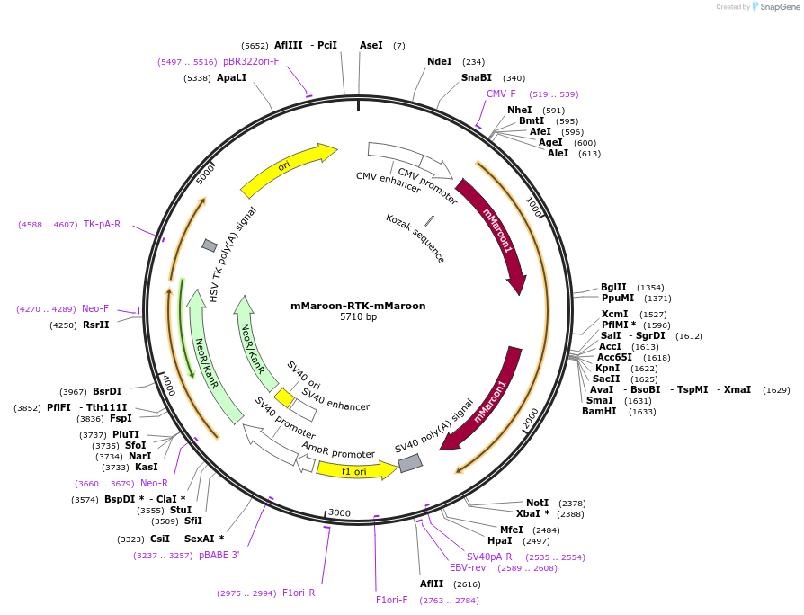 84359-plasmid-map-sequence-id-162022