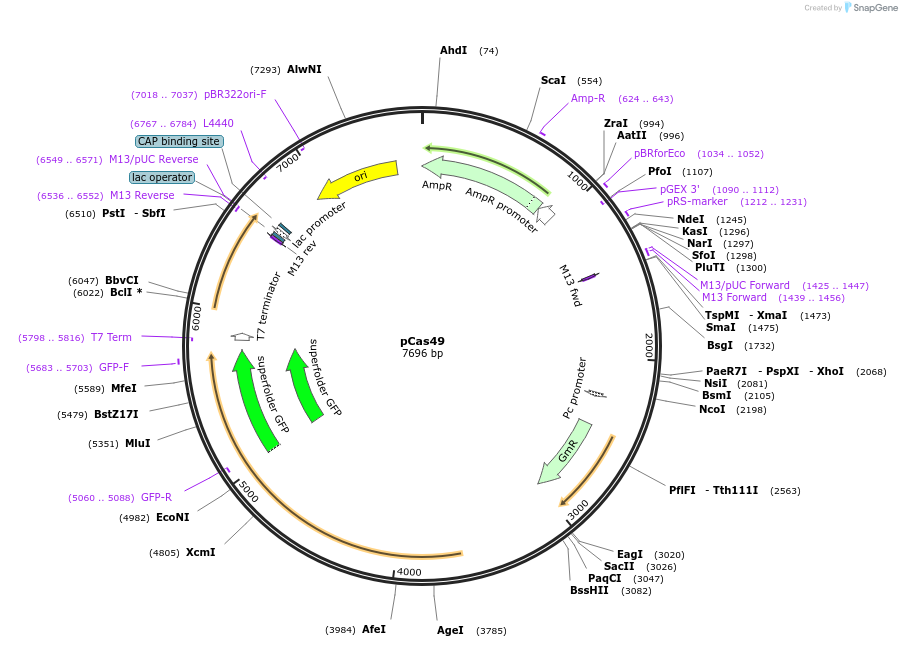 82391-plasmid-map-sequence-id-162047