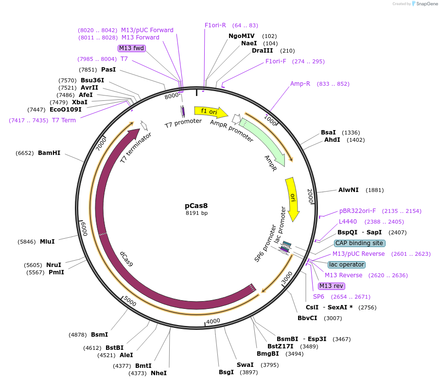 82380-plasmid-map-sequence-id-162048