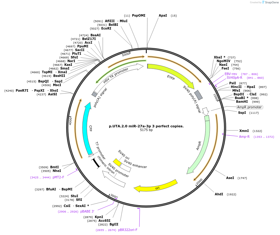 82439-plasmid-map-sequence-id-162050