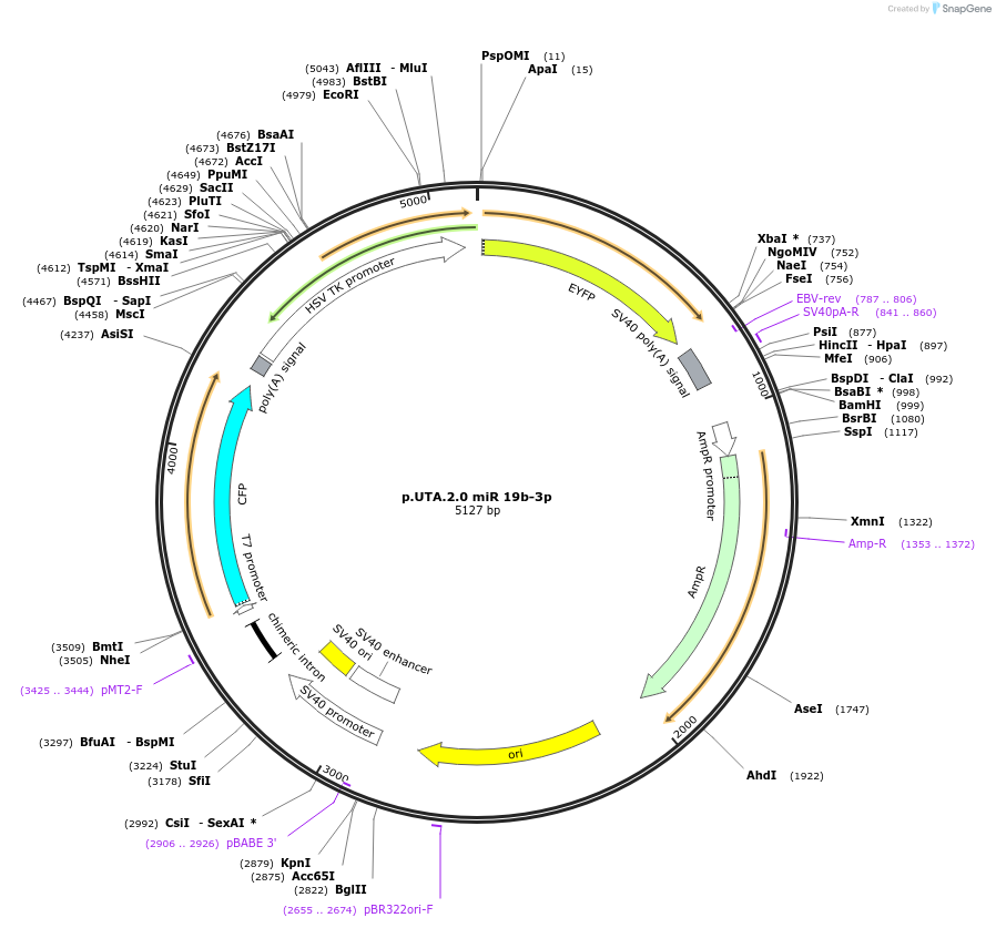 82442-plasmid-map-sequence-id-162053