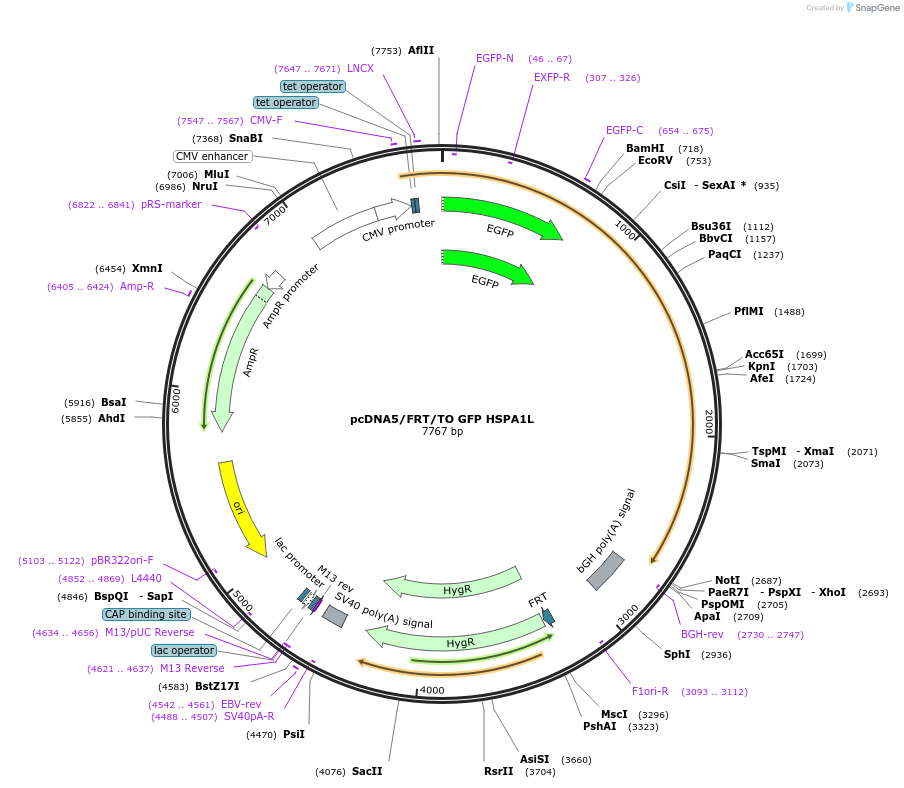 19484-plasmid-map-sequence-id-162060