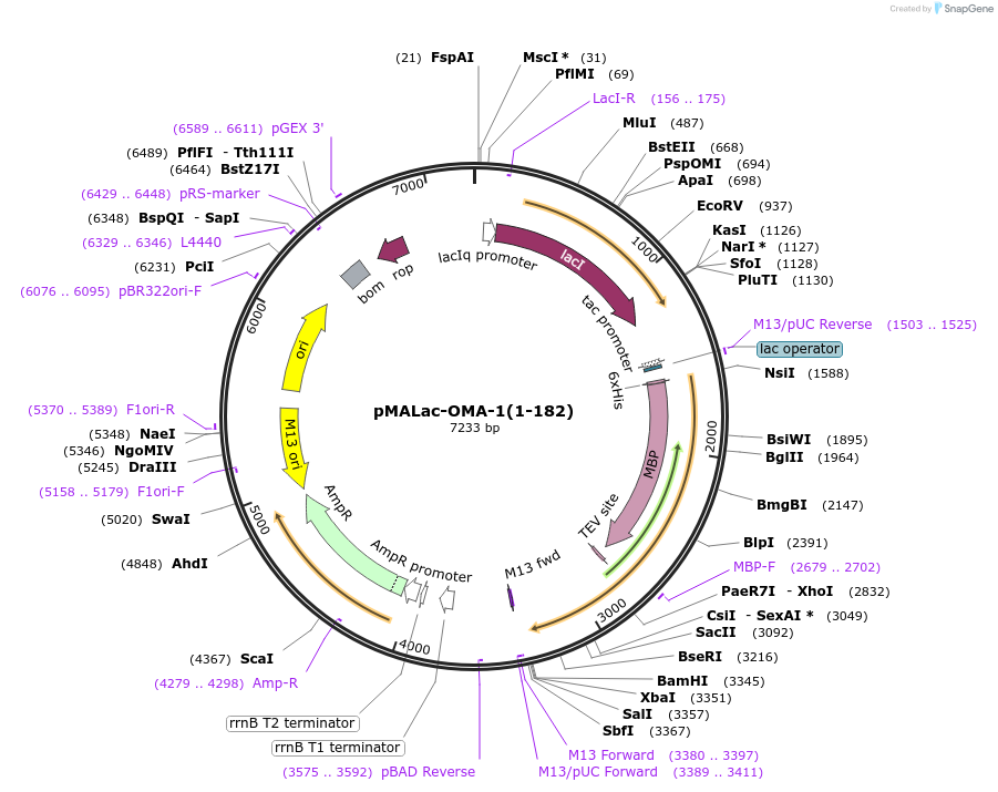 80350-plasmid-map-sequence-id-162061