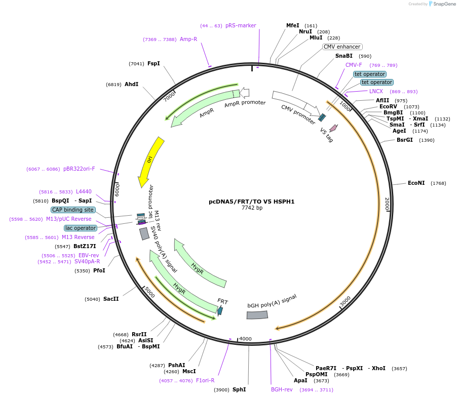 19506-plasmid-map-sequence-id-162062