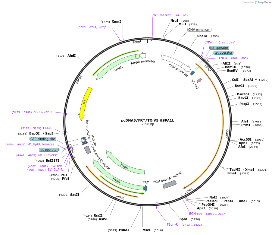 19511-plasmid-map-sequence-id-162067
