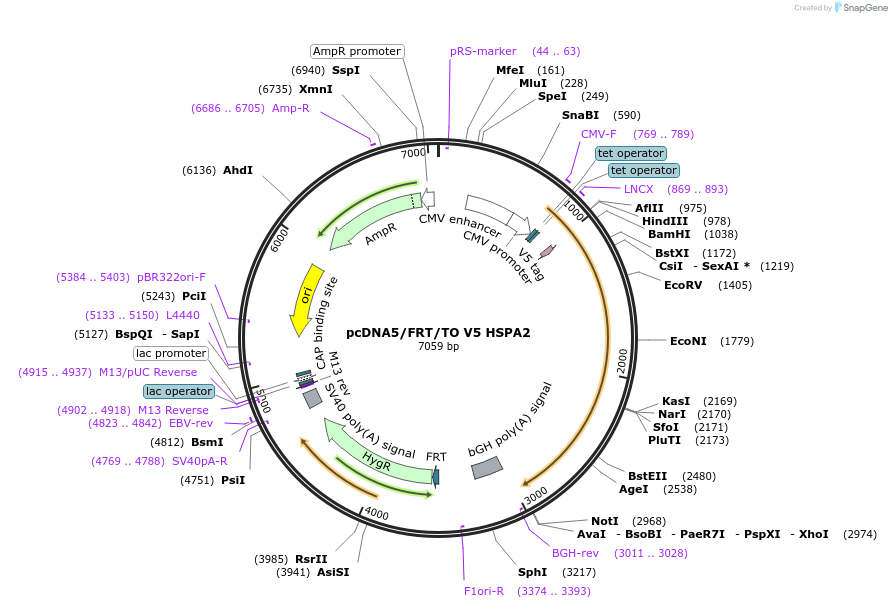 19512-plasmid-map-sequence-id-162074
