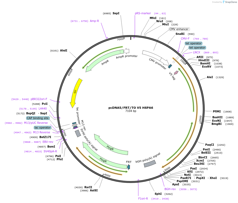 19513-plasmid-map-sequence-id-162076