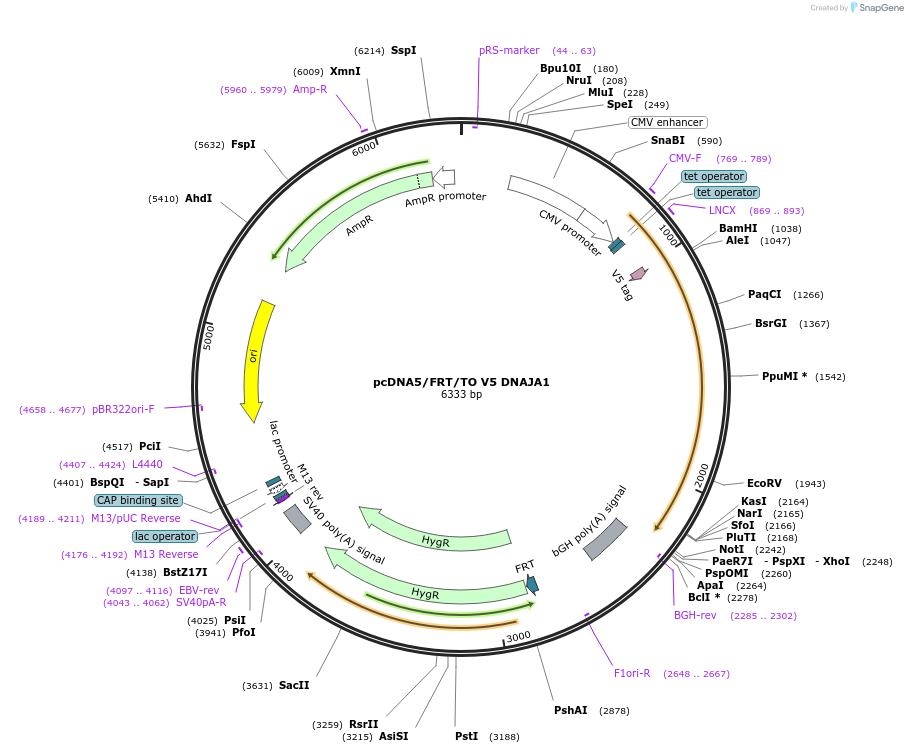 19518-plasmid-map-sequence-id-162078