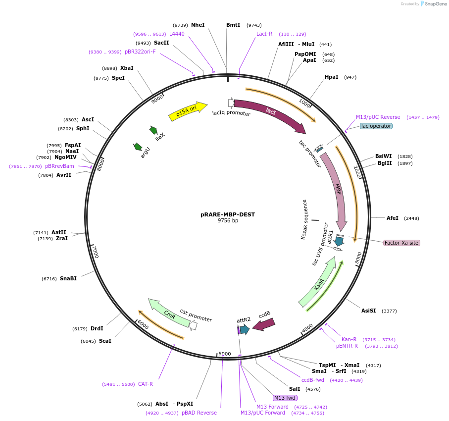 84650-plasmid-map-sequence-id-162112