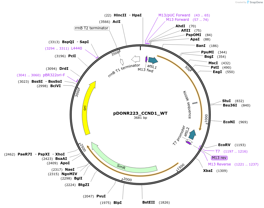 82891-plasmid-map-sequence-id-162169