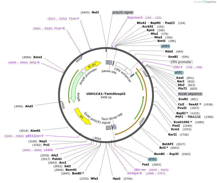 83202-plasmid-map-sequence-id-162215