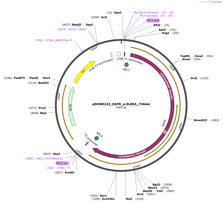 82911-plasmid-map-sequence-id-162231