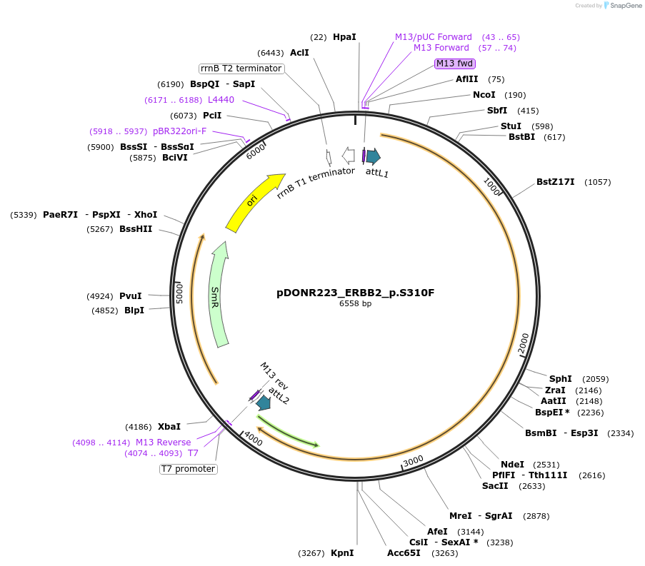 82854-plasmid-map-sequence-id-162242