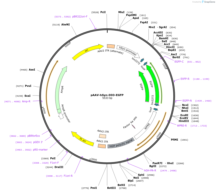 50457-plasmid-map-sequence-id-162265
