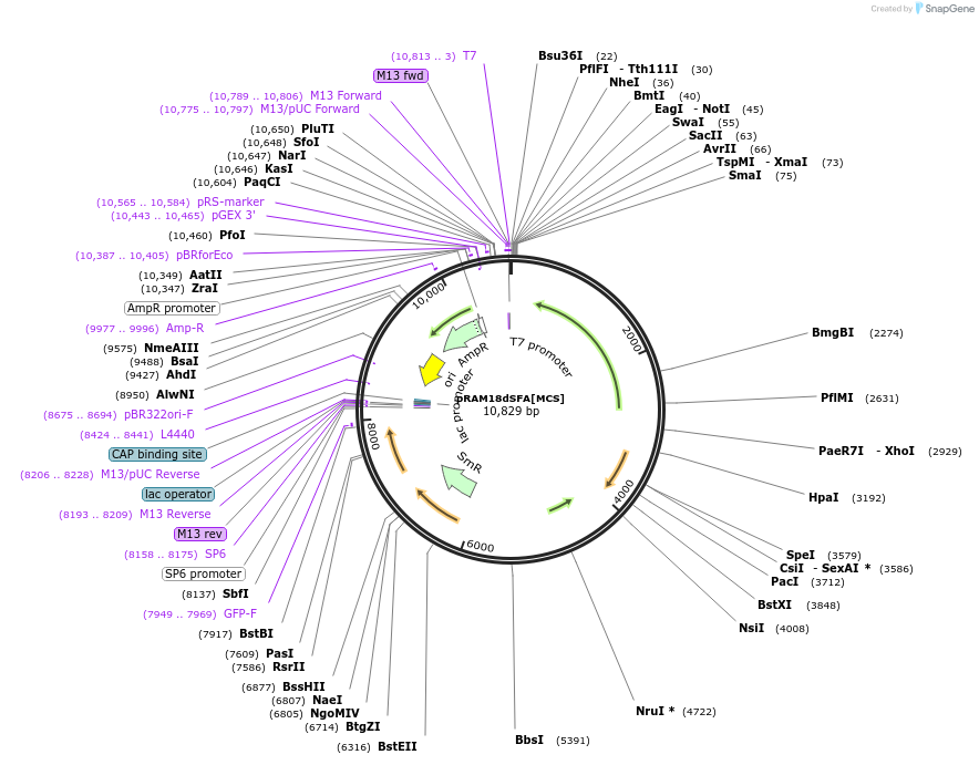 84685-plasmid-map-sequence-id-162271