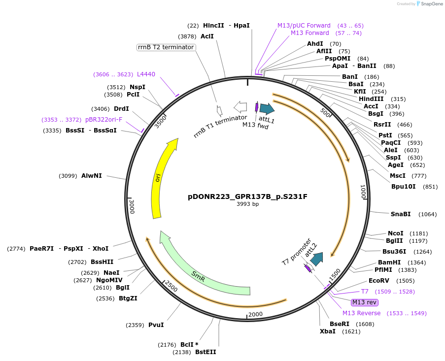 82866-plasmid-map-sequence-id-162274
