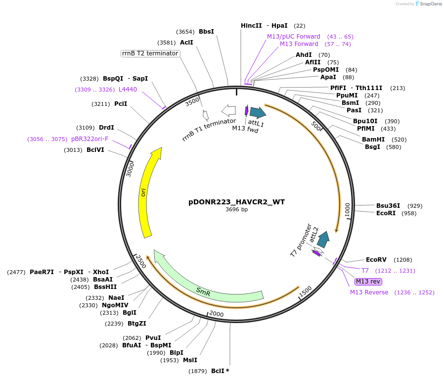 82893-plasmid-map-sequence-id-162276