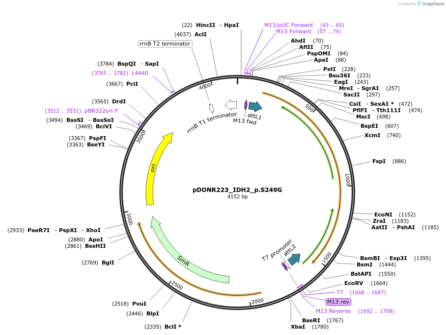 82871-plasmid-map-sequence-id-162277