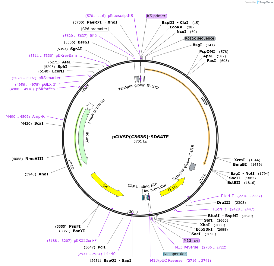 80334-plasmid-map-sequence-id-162294