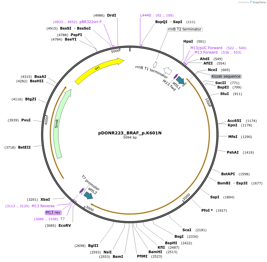 82820-plasmid-map-sequence-id-162298