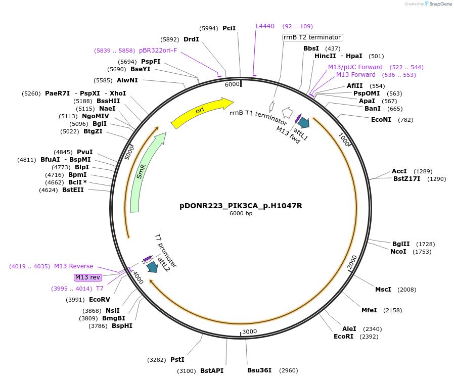 82824-plasmid-map-sequence-id-162306