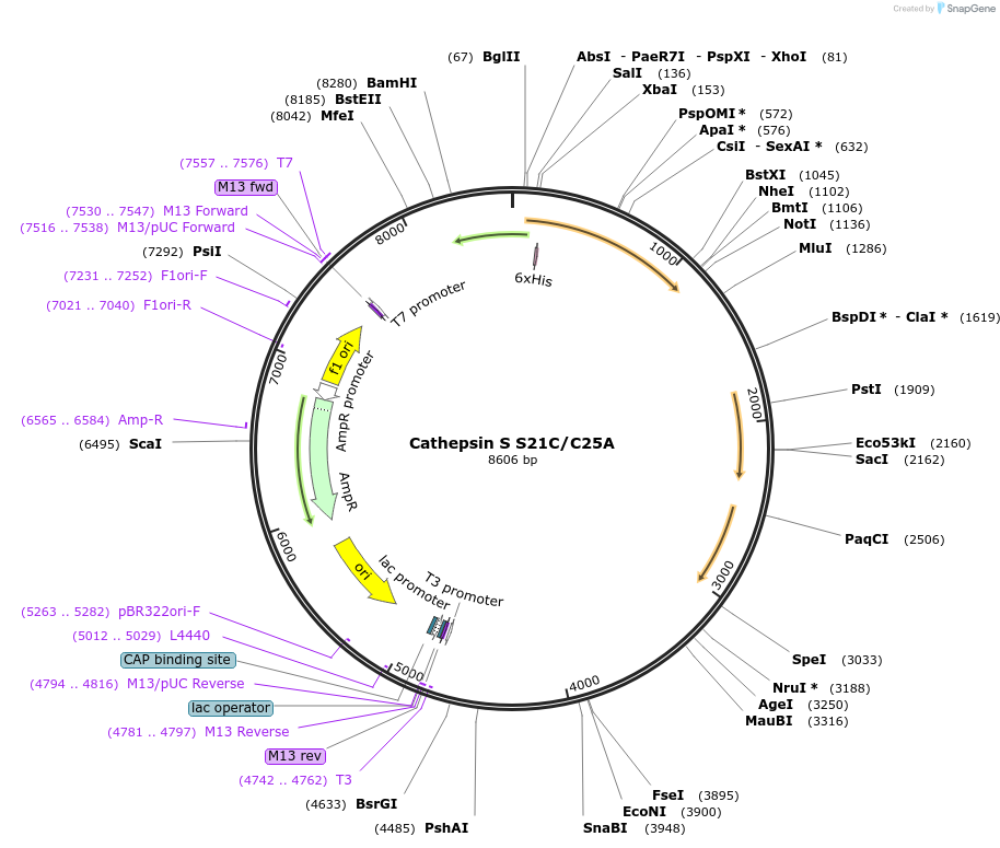 84695-plasmid-map-sequence-id-162316