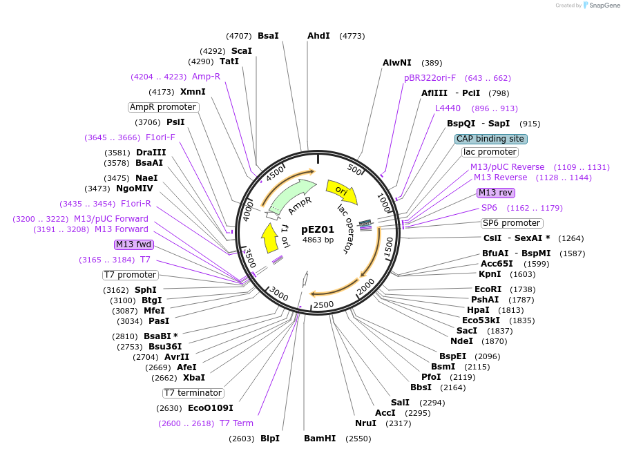 81124-plasmid-map-sequence-id-162341