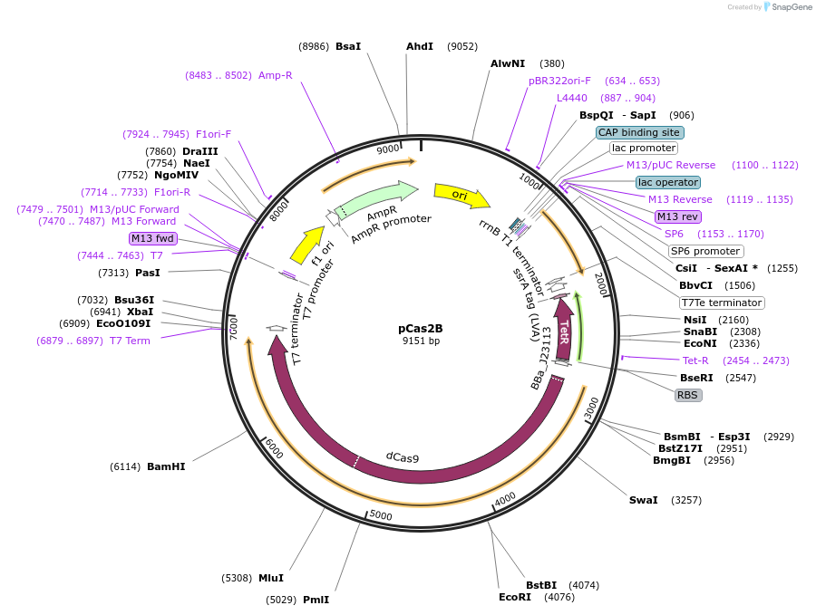 82373-plasmid-map-sequence-id-162353
